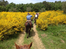 Italy-Tuscany-Arts & Riding Holiday in Tuscany